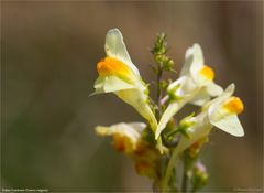 Echtes Leinkraut (Linaria vulgaris) ,