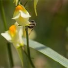 Echtes Leinkraut (Linaria vulgaris) ...