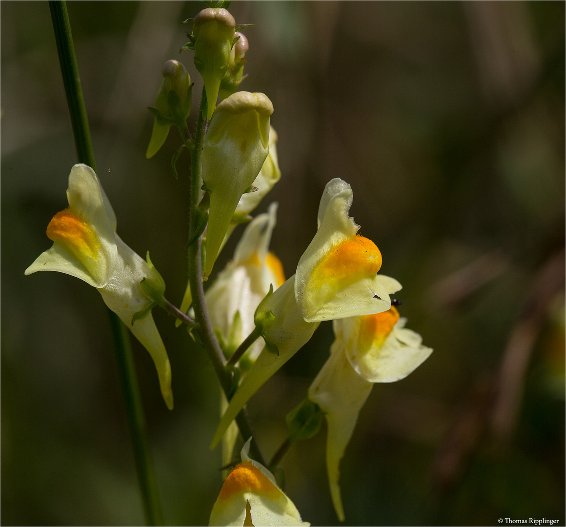 Echtes Leinkraut (Linaria vulgaris)