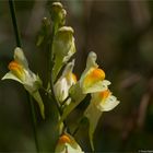 Echtes Leinkraut (Linaria vulgaris)