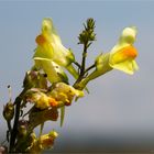 Echtes Leinkraut (Linaria vulgaris) ...............