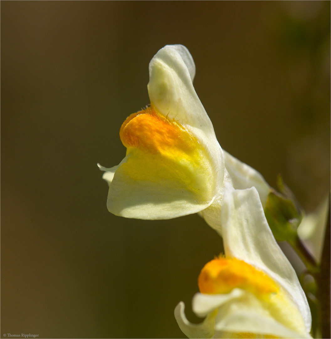 Echtes Leinkraut (Linaria vulgaris)