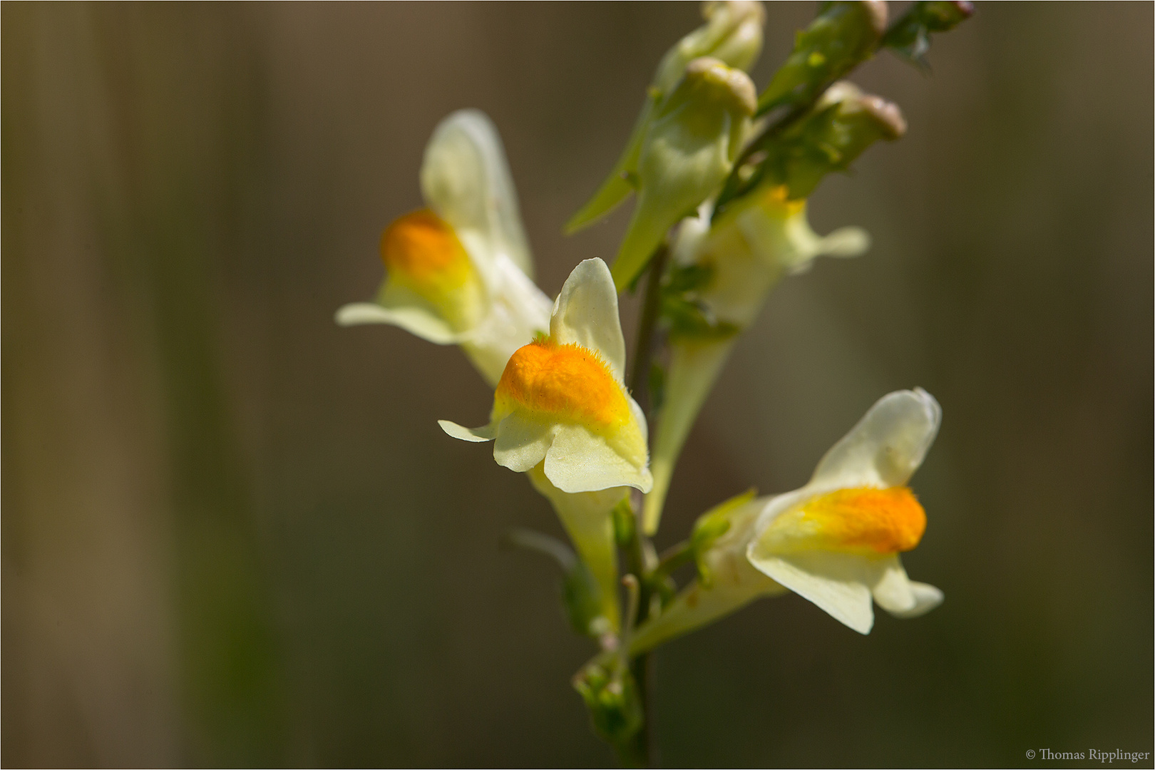 Echtes Leinkraut (Linaria vulgaris) .........