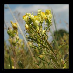 echtes Leinkraut Linaria vulgaris_1020247