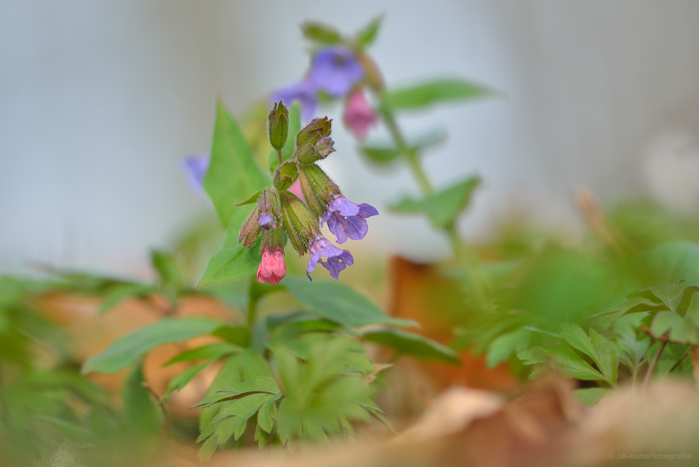 Echtes Lungenkraut (Pulmonaria officinalis)