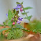 Echtes Lungenkraut (Pulmonaria officinalis)