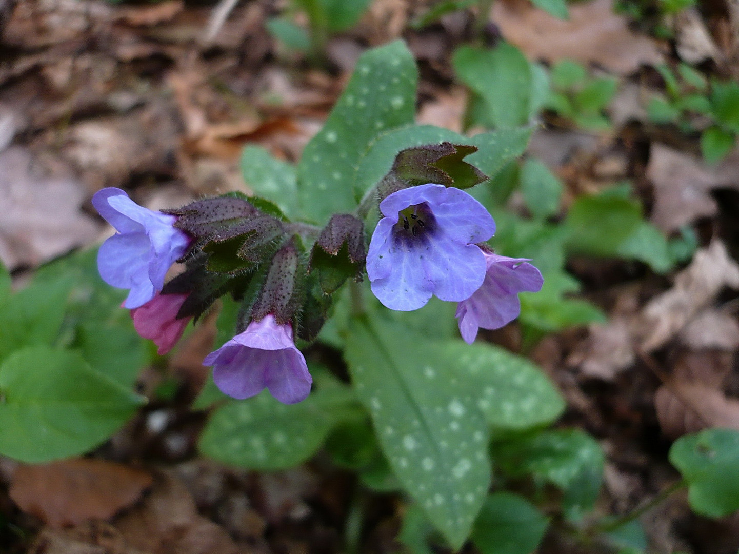 Echtes Lungenkraut (Pulmonaria officinalis)