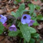 Echtes Lungenkraut (Pulmonaria officinalis)