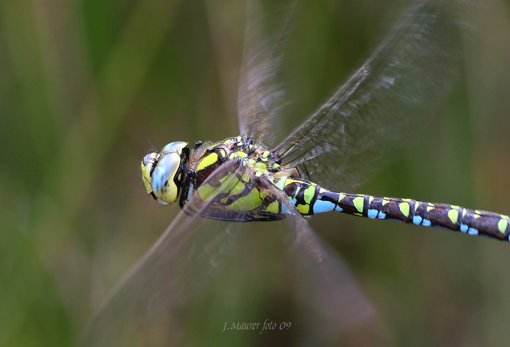 echtes makro im Flug...