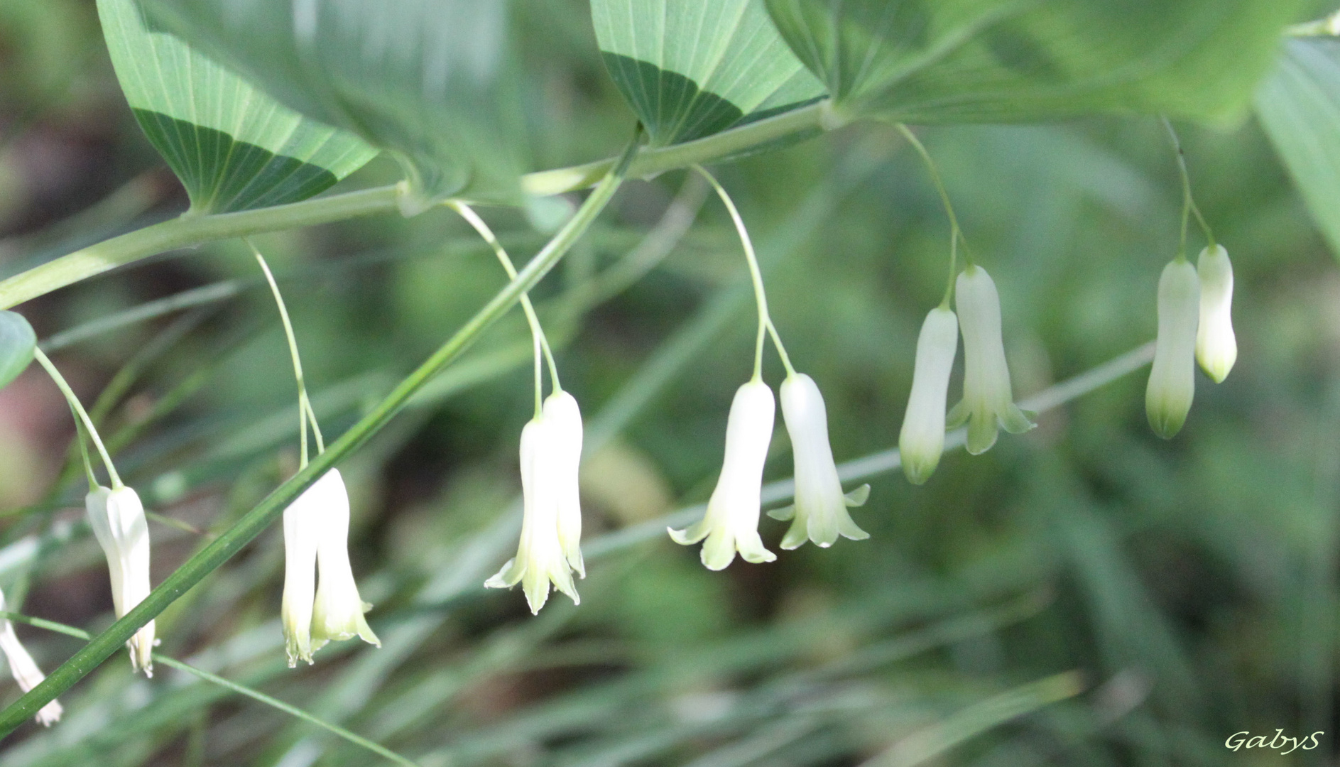 Echtes Salomonssiegel (Polygonatum odoratum)