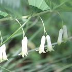 Echtes Salomonssiegel (Polygonatum odoratum)