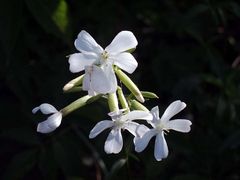 Echtes Seifenkraut (Saponaria officinalis)