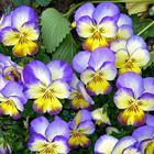 Echtes Stiefmütterchen (Viola tricolor)