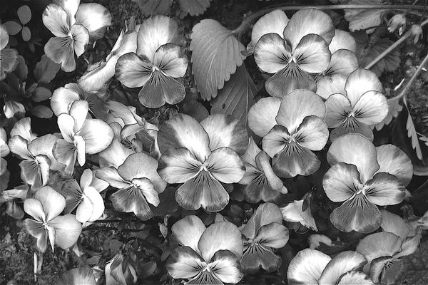 Echtes Stiefmütterchen (Viola tricolor)