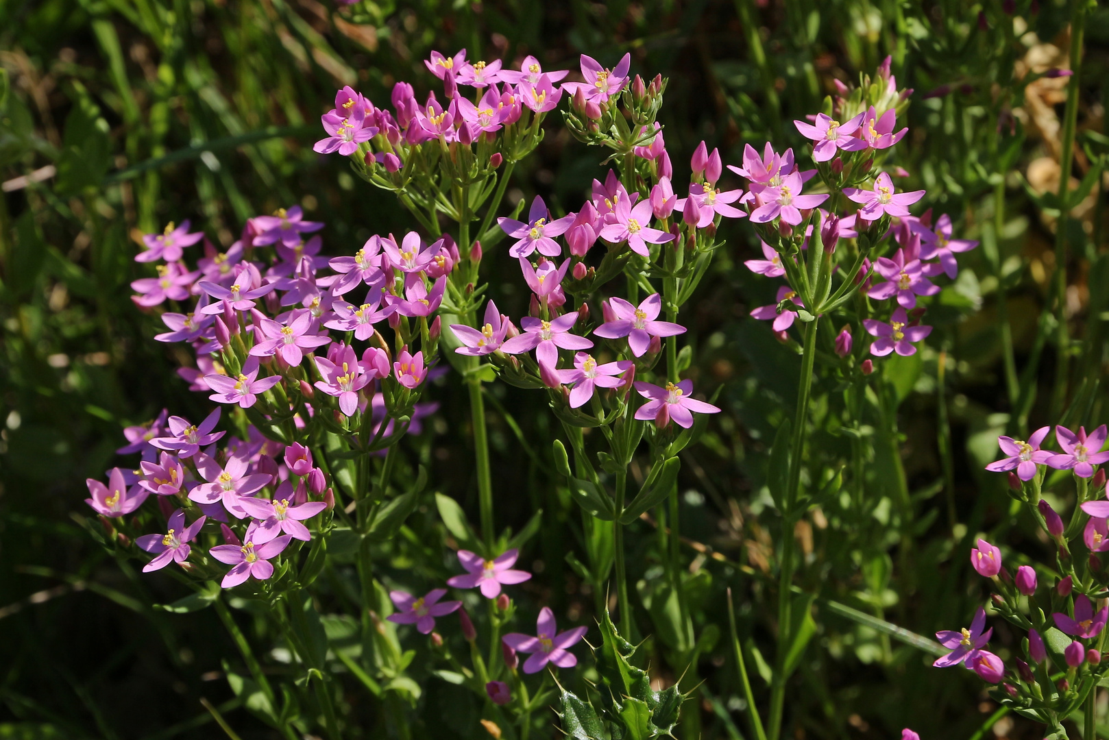 Echtes Tausendgüldenkraut (2020_08_05_6082_EOS 100D_ji)