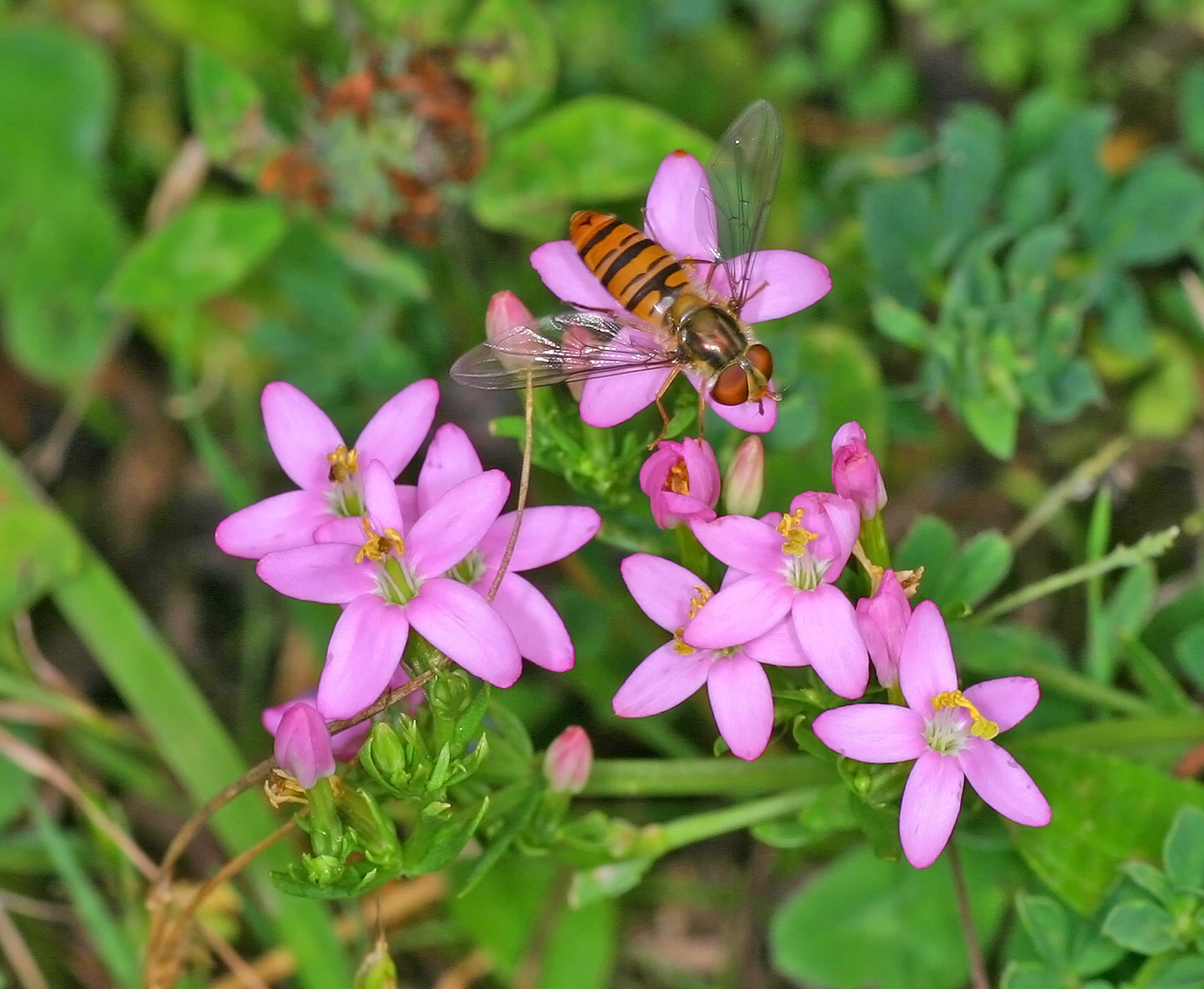 Echtes Tausendgüldenkraut (Centaurium) mit Hainschwebfliege (Episyrphus balteatus)