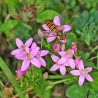 Echtes Tausendgüldenkraut (Centaurium) mit Hainschwebfliege (Episyrphus balteatus)