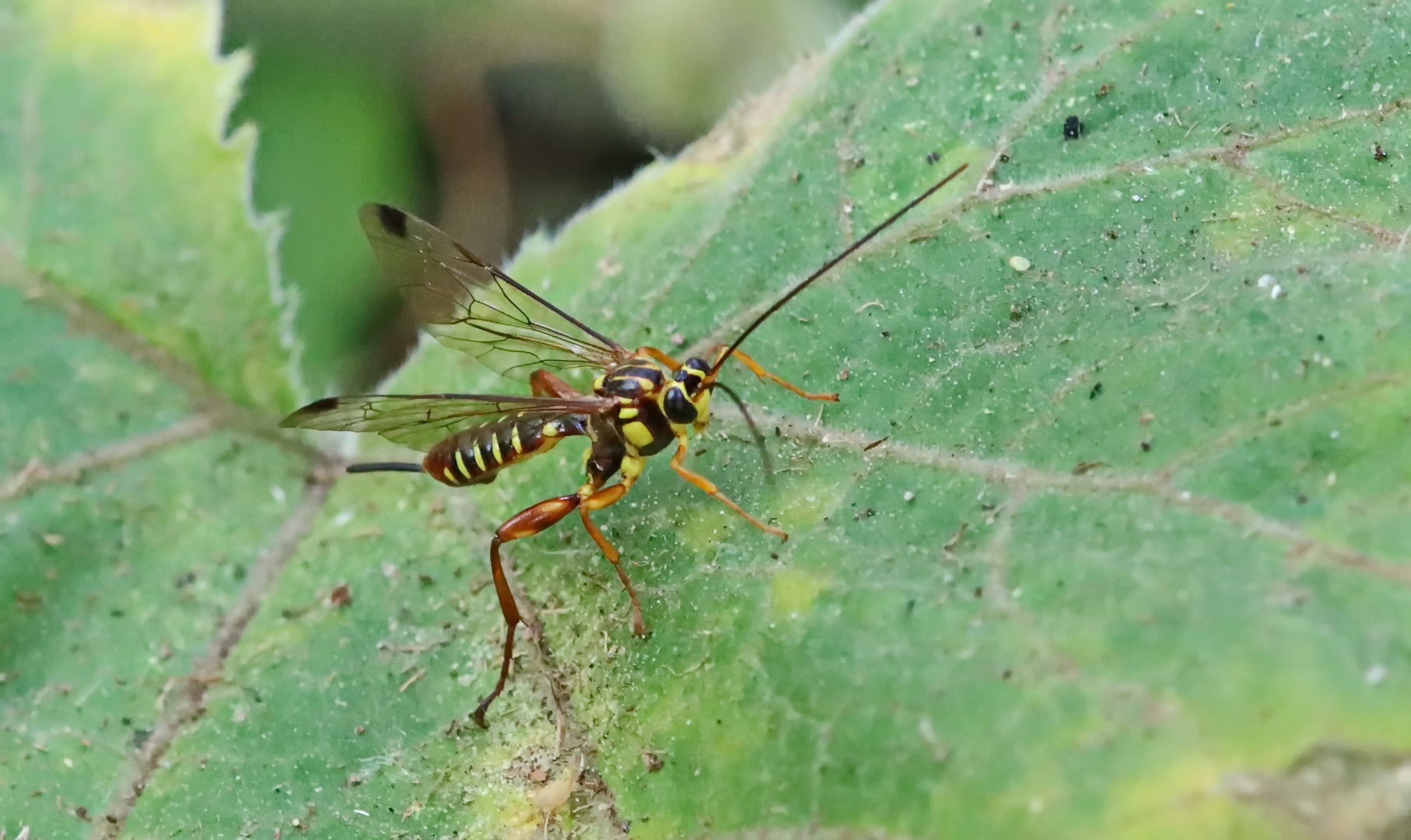 Echthromorpha agrestoria,female + 1 Bild