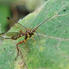 Echthromorpha agrestoria,female + 1 Bild