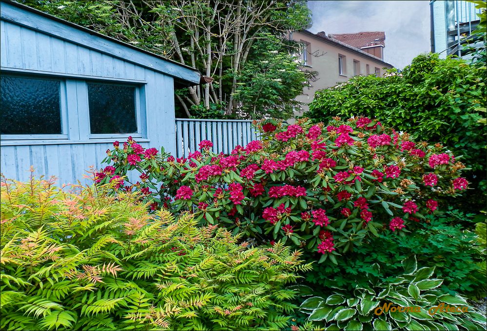 Eckchen  mit  Rhododendren.