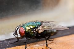 Eckelige Fliege in der Küche