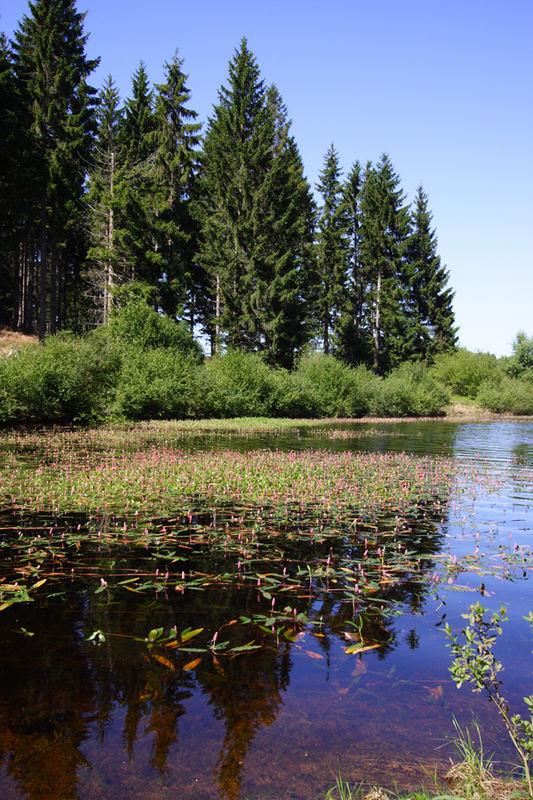 Eckertalsperre, diesmal mit Wasser-Knöterich