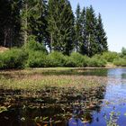 Eckertalsperre, diesmal mit Wasser-Knöterich