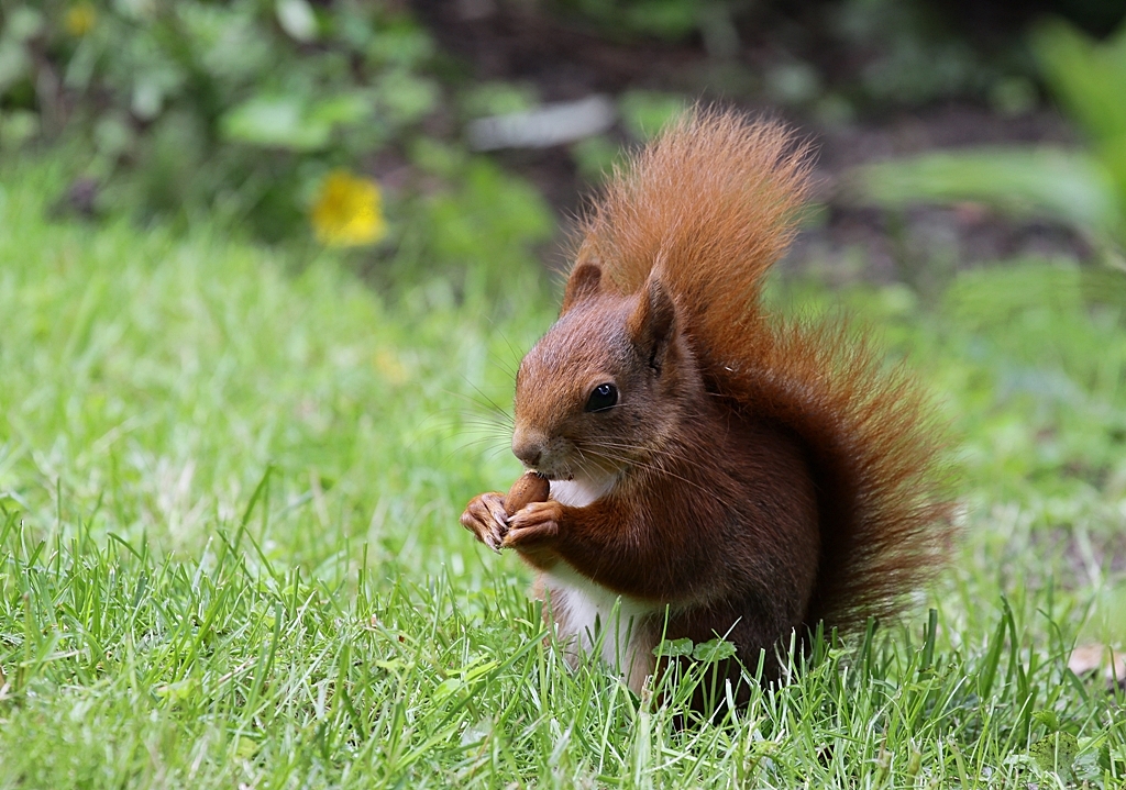 Ecki kommt auch im Sommer in unseren Garten