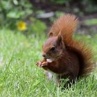 Ecki kommt auch im Sommer in unseren Garten