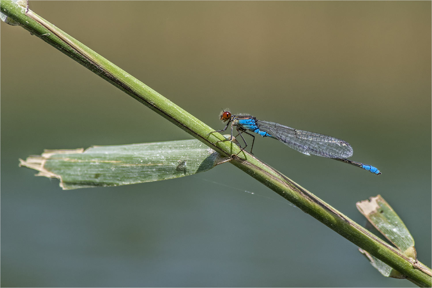 eckläufer