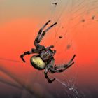 Ecklig? - Nein, faszinierend und farbenprächtig: Spinne Araneus quadratus 2