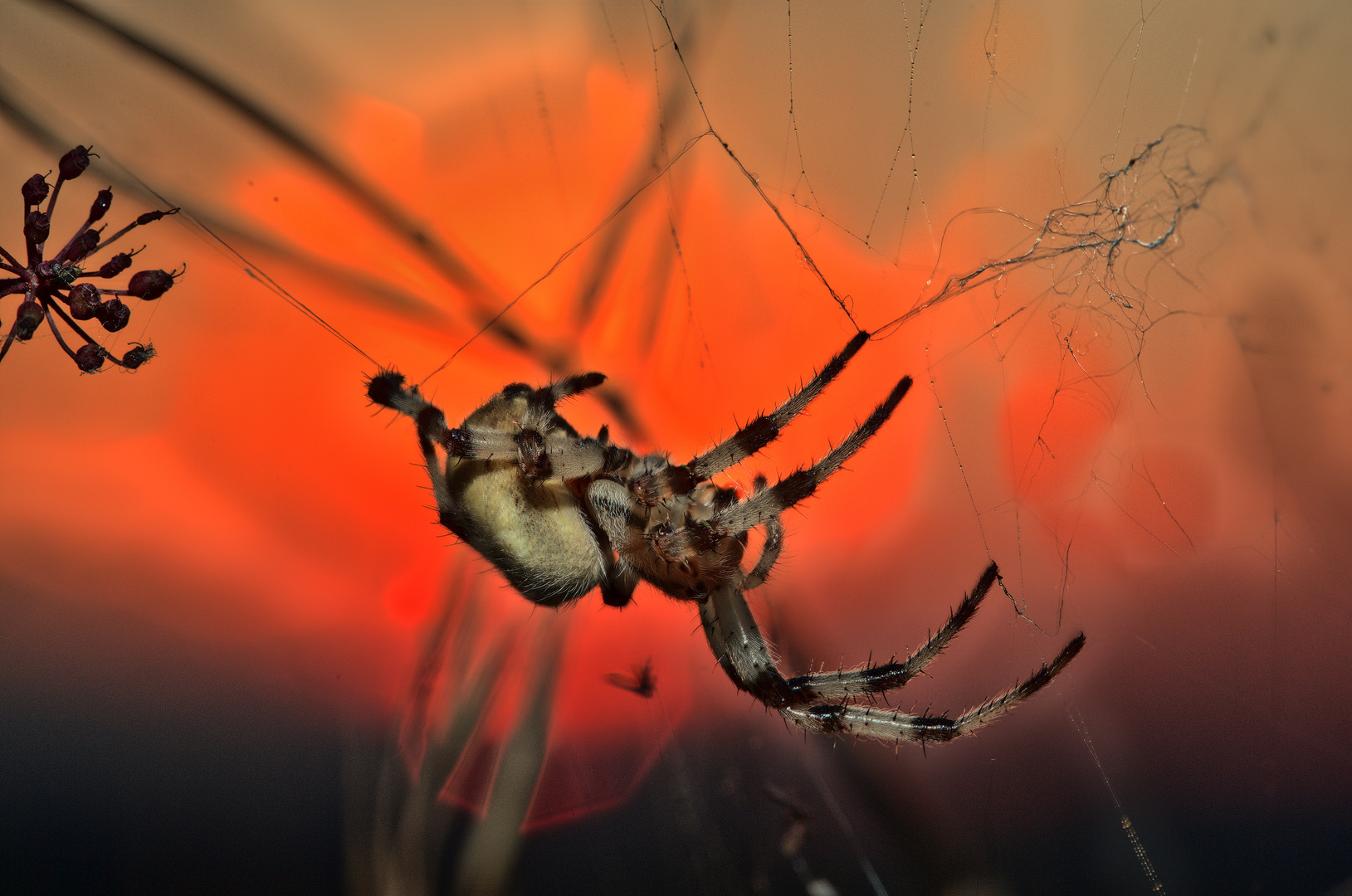 Ecklig? - Nein, nur einfach faszinierend und farbenprächtig: Spinne Araneus quadratus