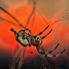 Ecklig? - Nein, nur einfach faszinierend und farbenprächtig: Spinne Araneus quadratus