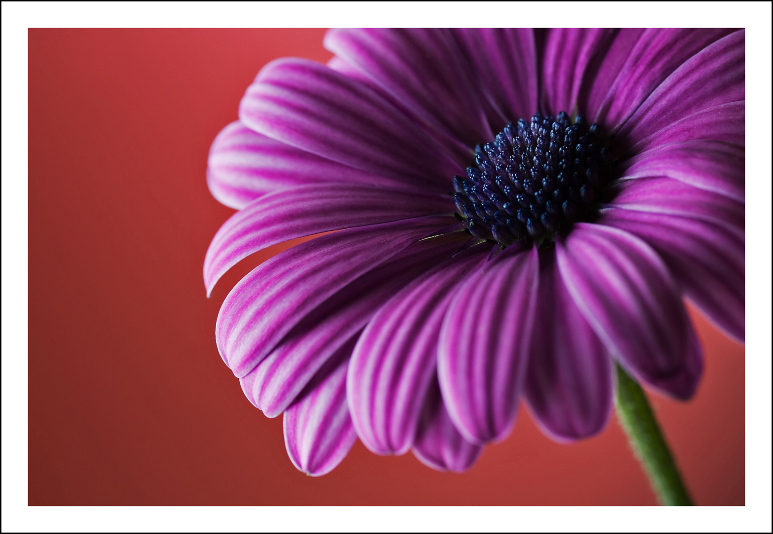 Ecklonis Osteospermum