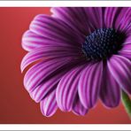 Ecklonis Osteospermum