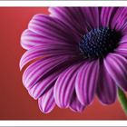 Ecklonis Osteospermum