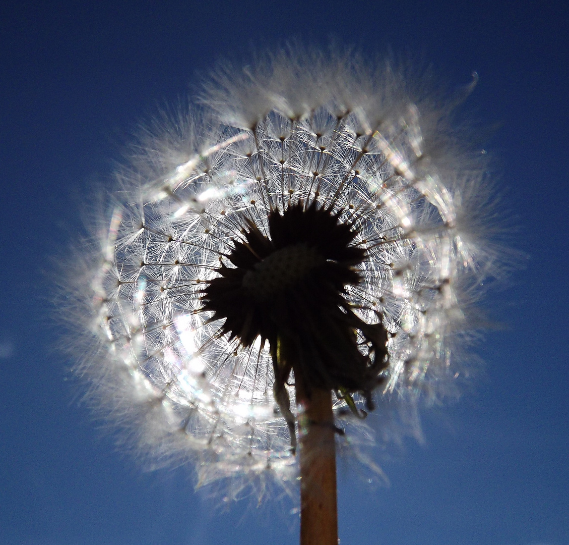 Eclipse de pollen