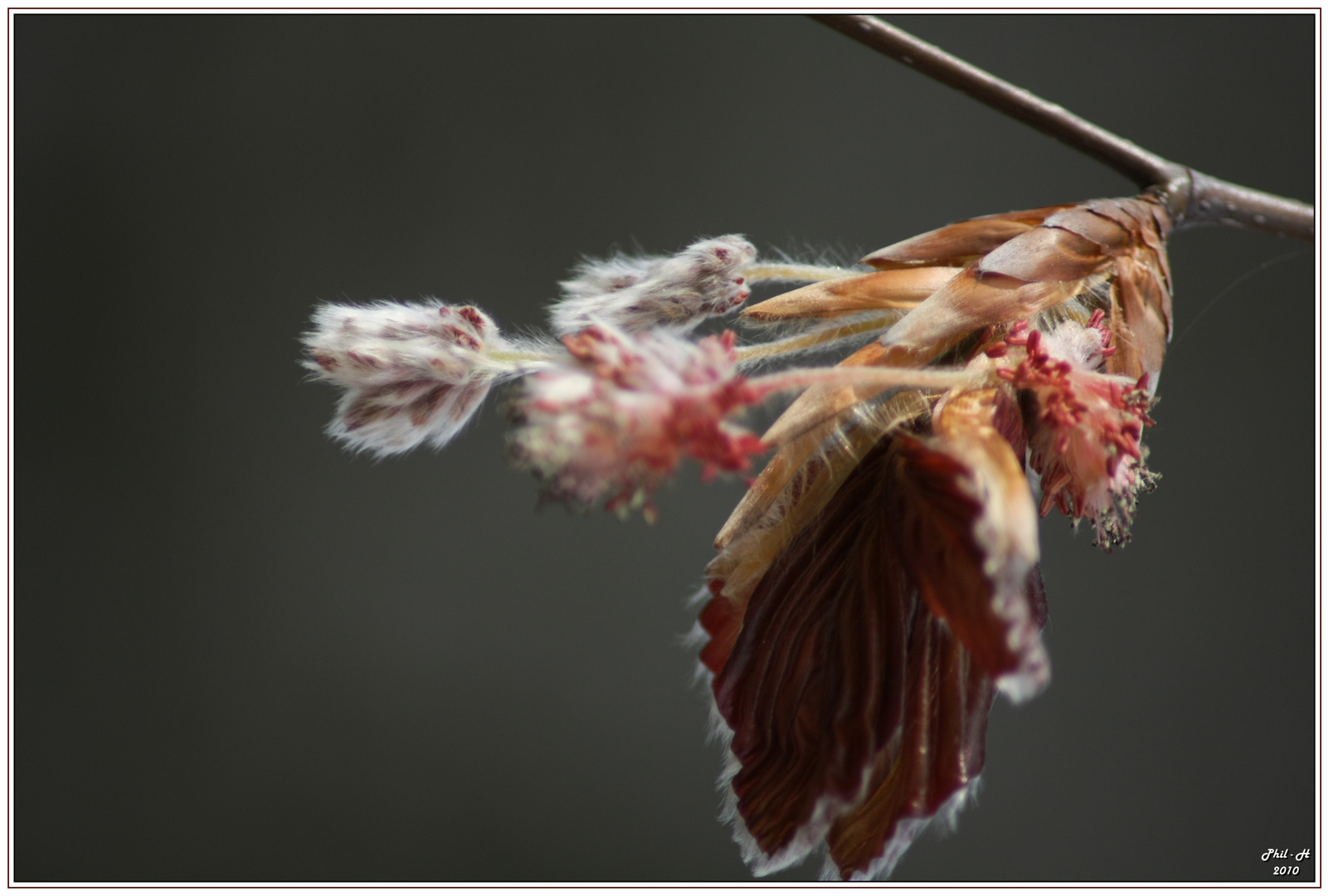 Eclosion de feuille