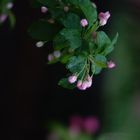 eclosion de fleurs aux printemps