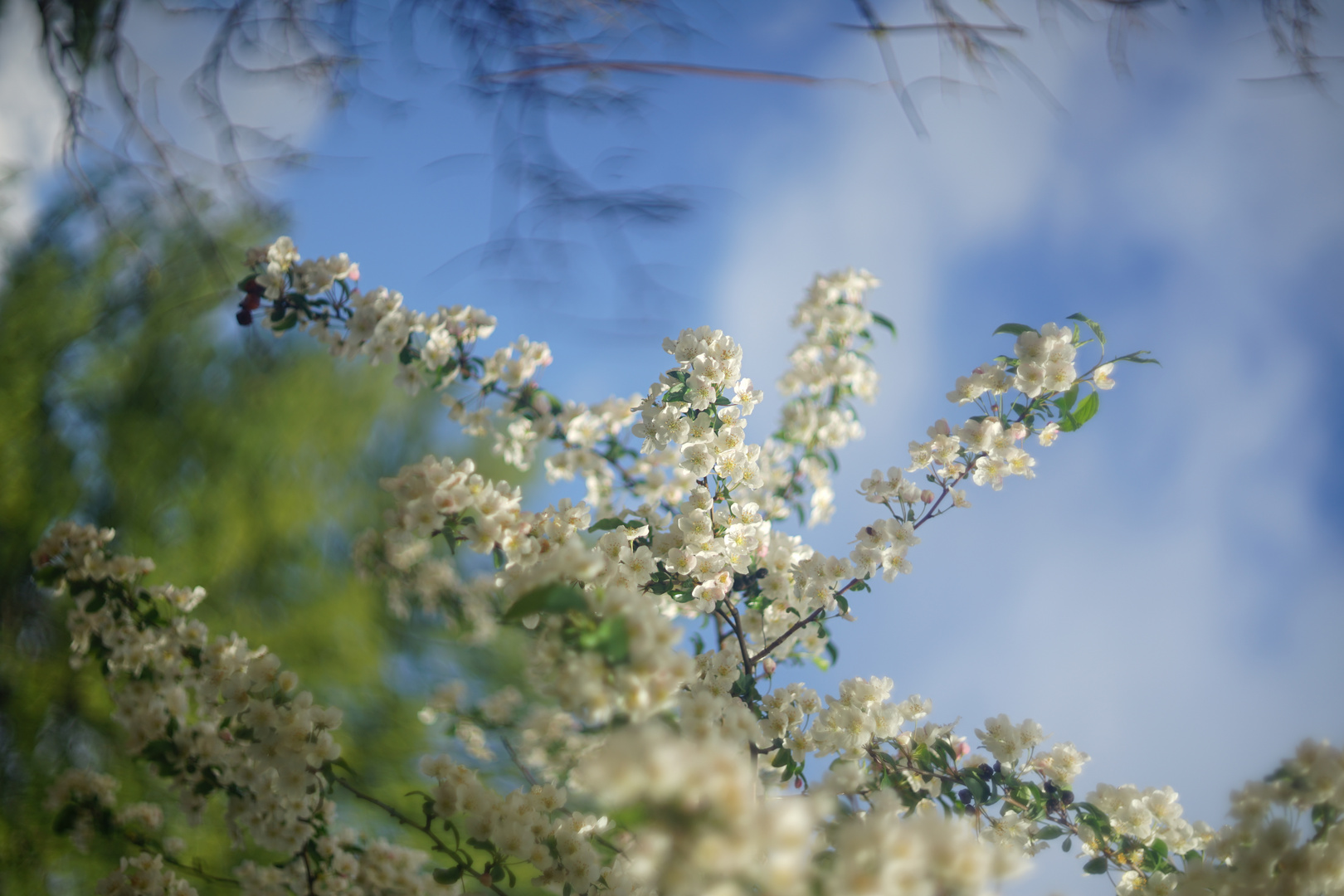 eclosion de fleurs aux printemps