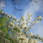 eclosion de fleurs aux printemps