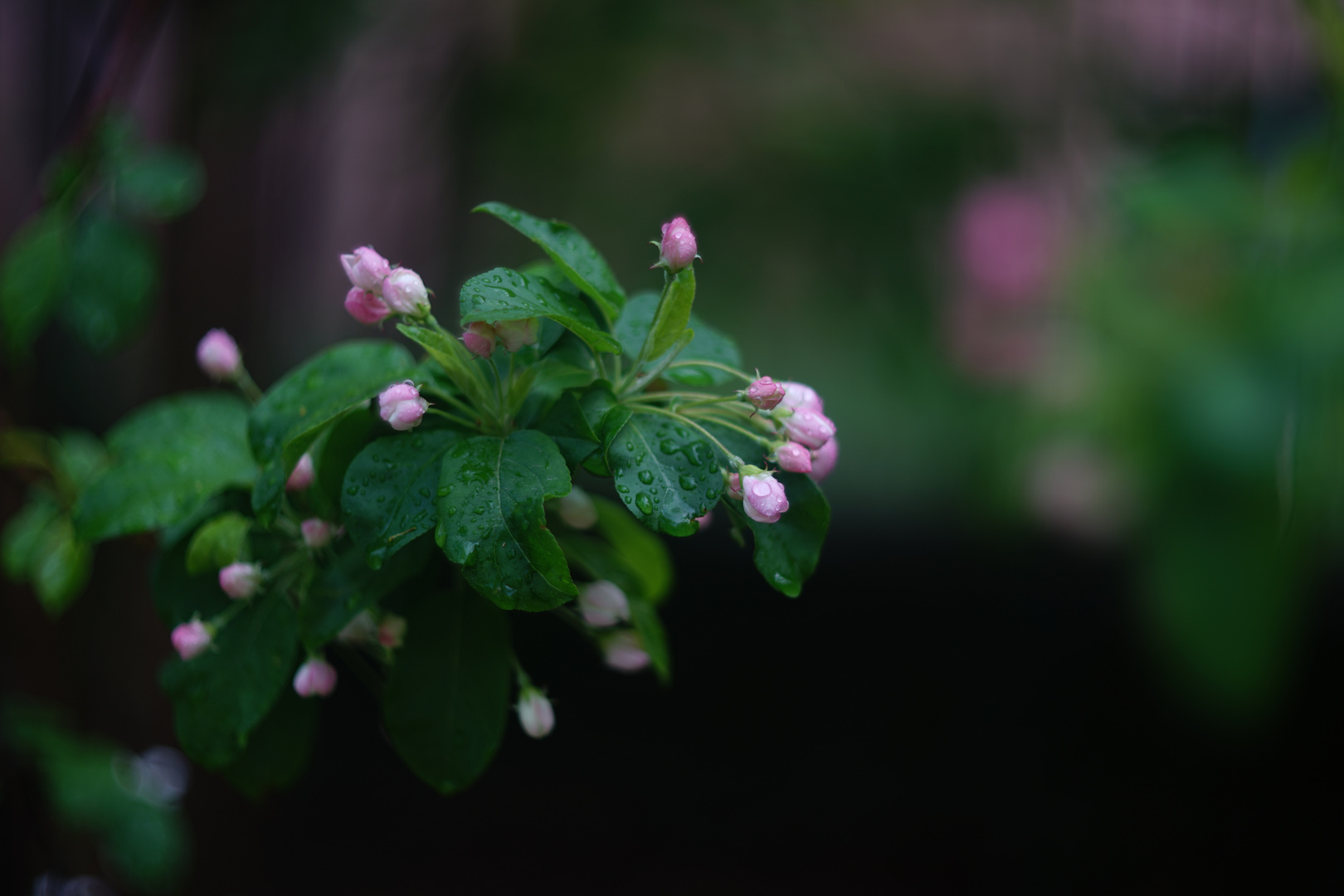 eclosion de fleurs aux printemps