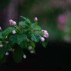 eclosion de fleurs aux printemps