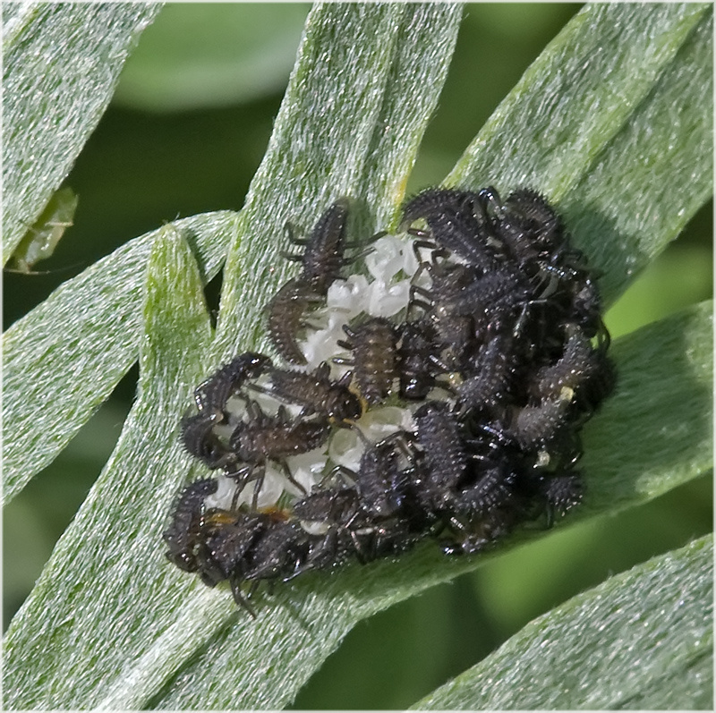 Eclosion de larves de coccinelles