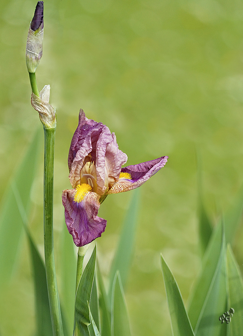 Eclosion de mon iris