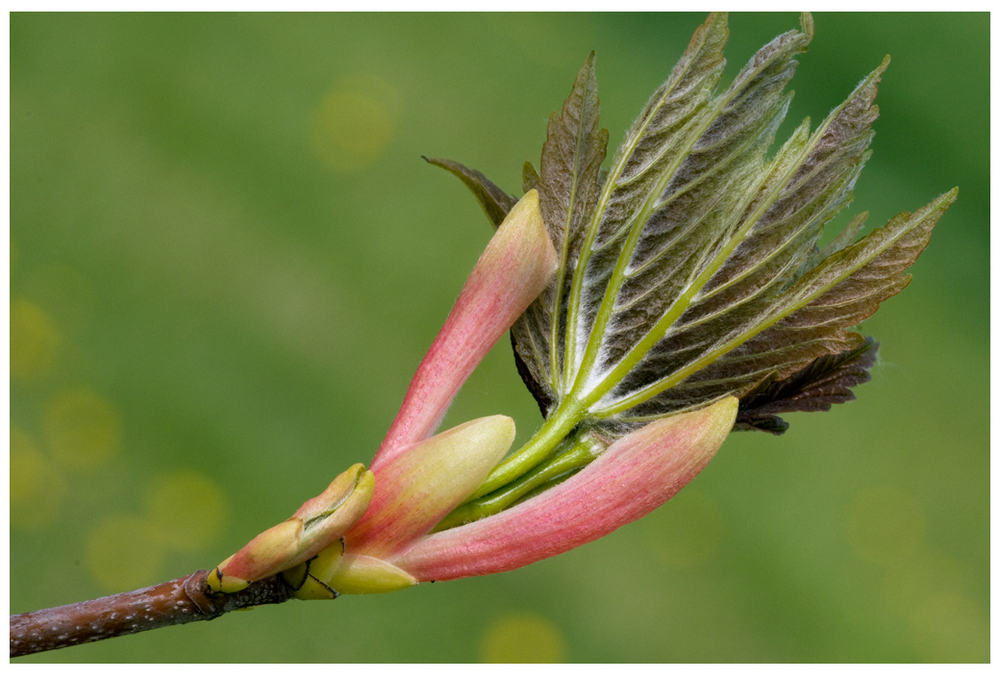 Eclosion du bourgeon d'Erable sycomore