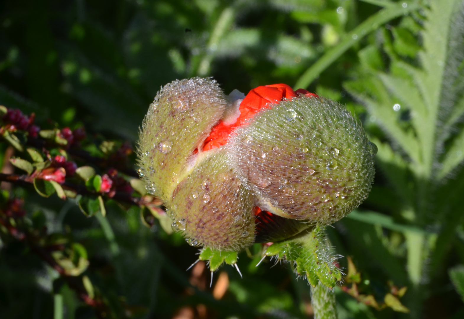 * éclosion  d'un bouton de fleur de pavot * 2