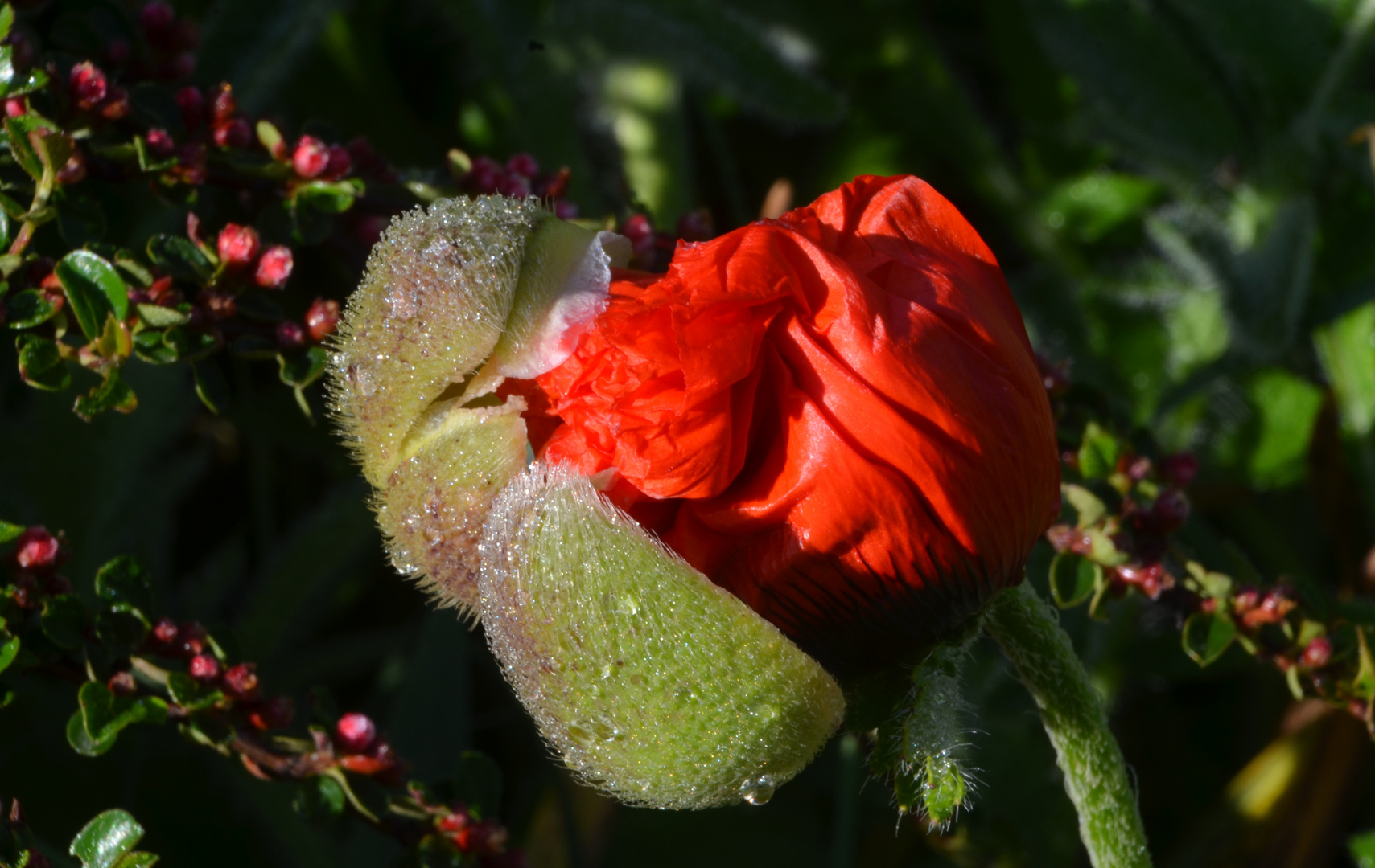 .* éclosion d'un bouton de fleur de pavot * 3