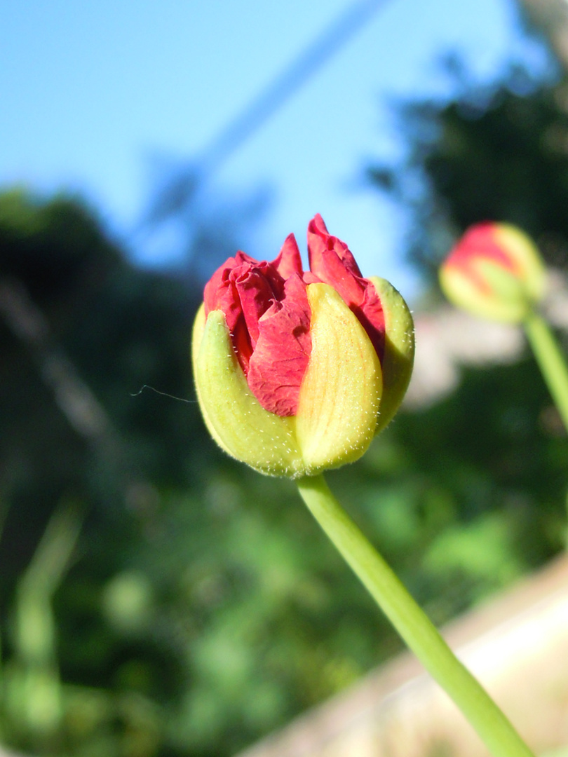 Eclosion d'une capucine