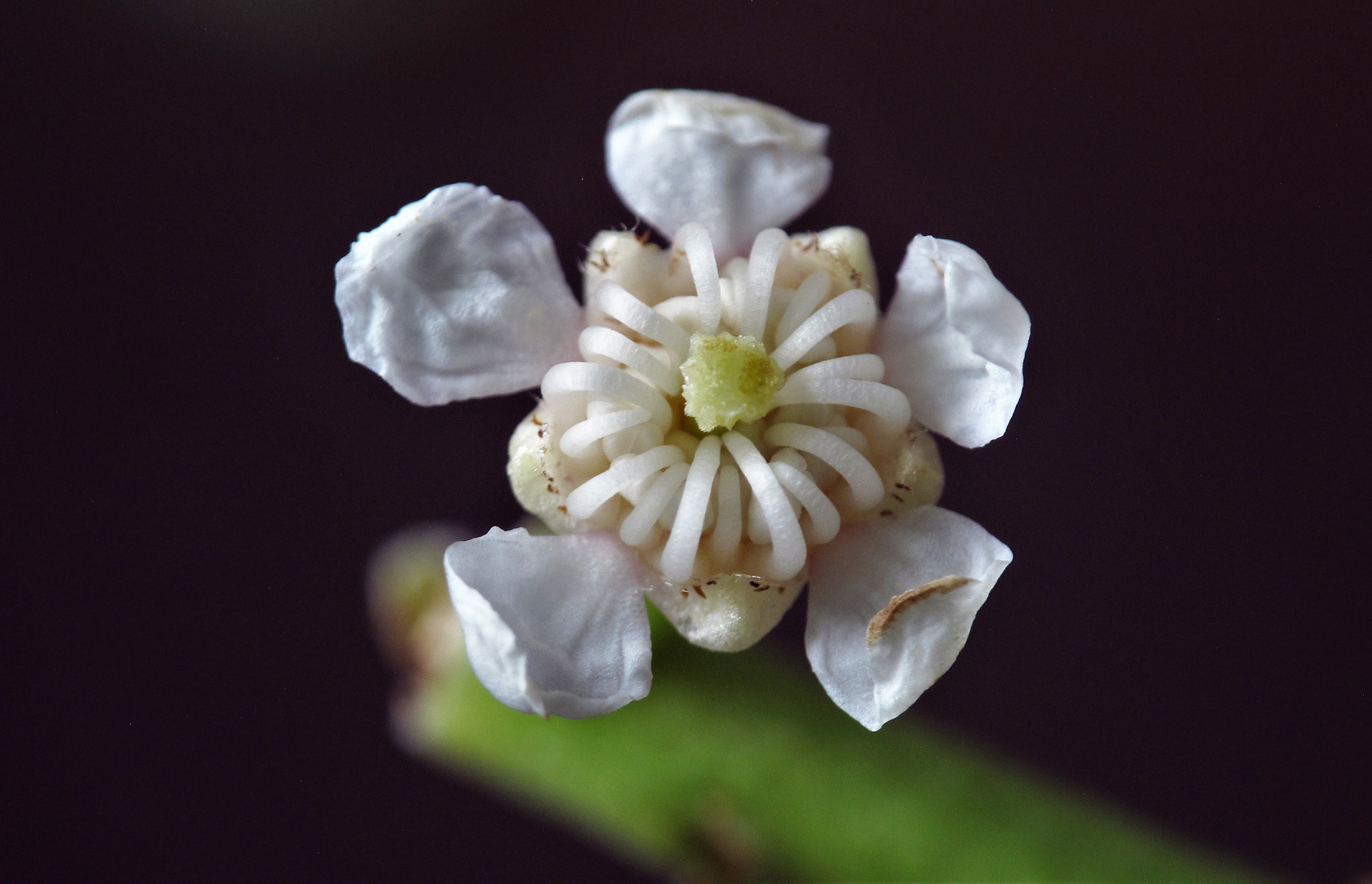 Eclosion d'une des fleurs de laurier cerise.